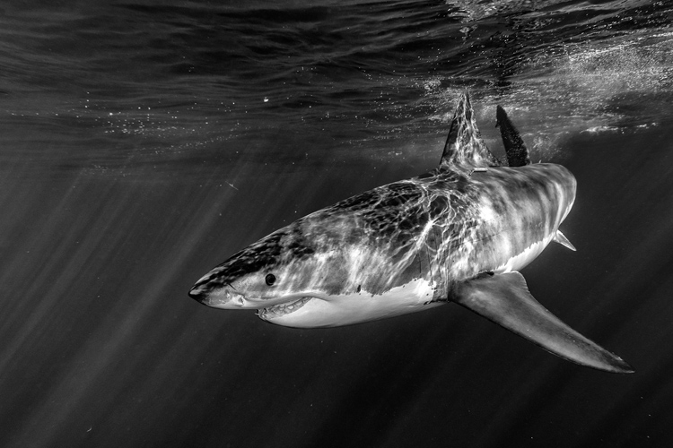 Great white shark: a partially warm-blooded shark with a body temperature that is 55.4 °F | Photo: Shutterstock Great white shark: a partially warm-blooded shark with a body temperature that is 55.4 °F | Photo: Shutterstock