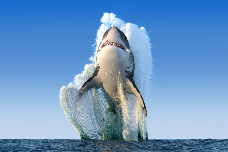Great white sharks: they can jump up to six feet out of the water to capture prey | Photo: Shutterstock Great white sharks: they can jump up to six feet out of the water to capture prey | Photo: Shutterstock