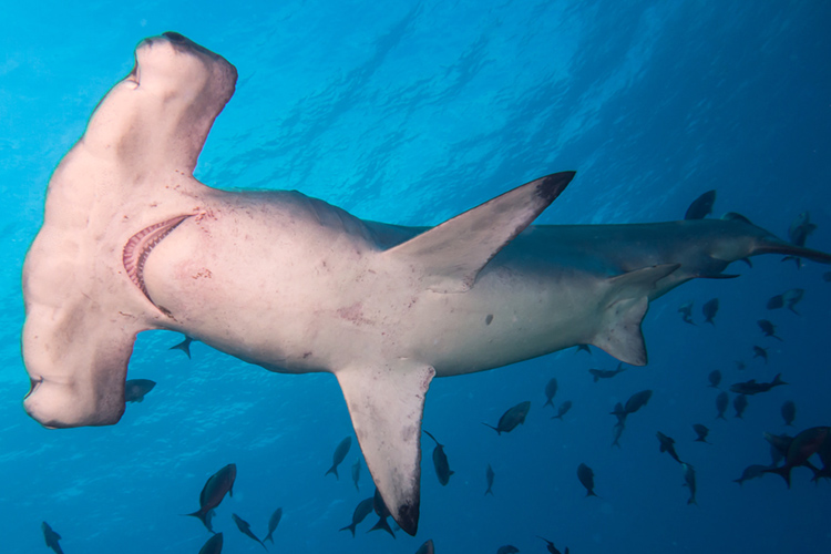 The Hammerhead Shark | Photo: Creative Commons