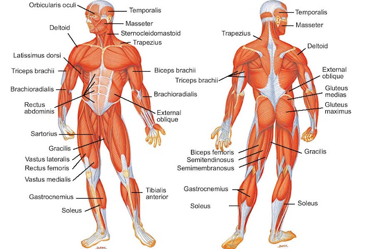 Major muscles of the human body: calf cramps and foot cramps are common in surfing Major muscles of the human body: calf cramps and foot cramps are common in surfing