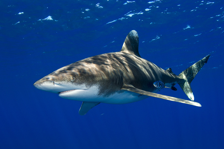 The Oceanic Whitetip Shark | Photo: Shutterstock