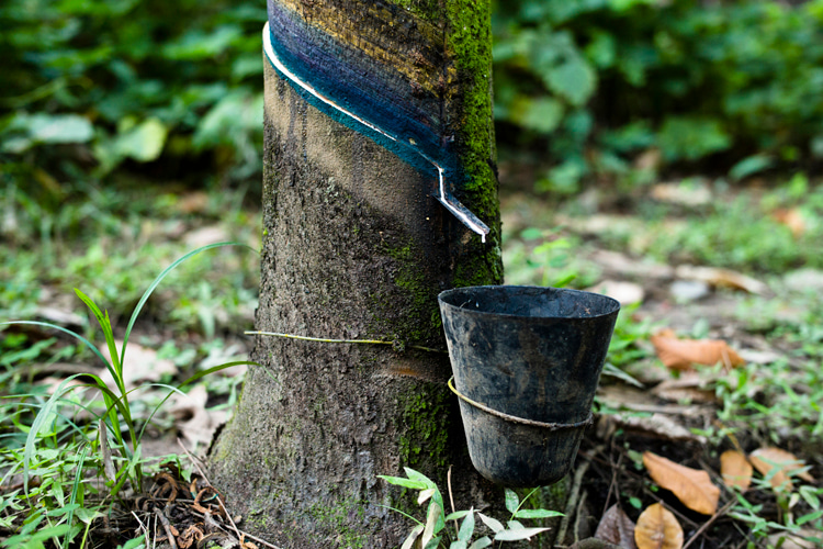 Finca Palafox, Guatemala: the farm where Yulex is extracted from hevea trees at seven years of age | Photo: Tim Davis/Patagonia